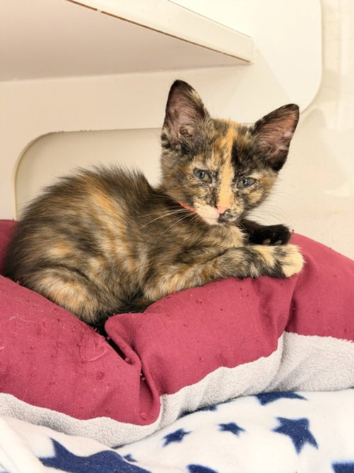 HAZEL, an adoptable Domestic Short Hair in Hayward, CA