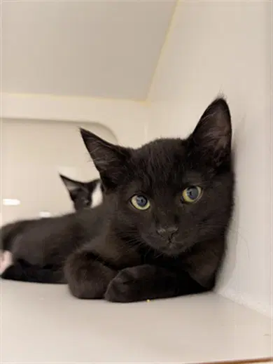 Charlie - Domestic Short Hair