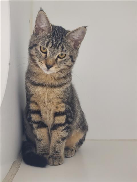 picture of the cat needing adoption