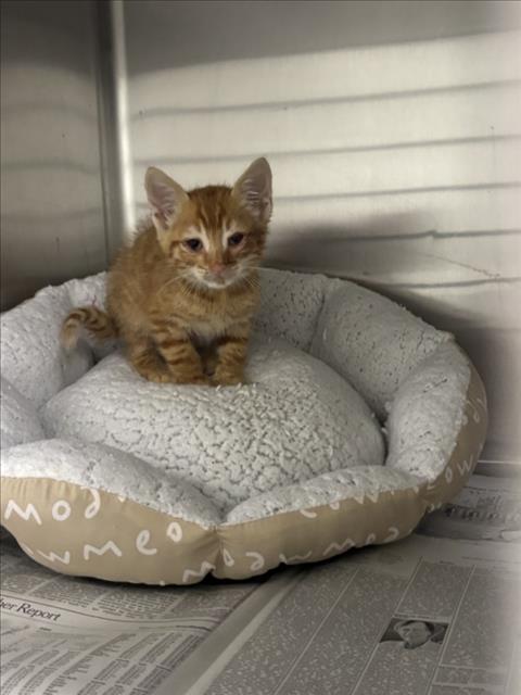 Marmalade