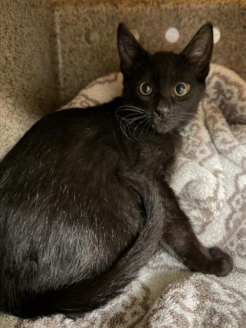 Zuko