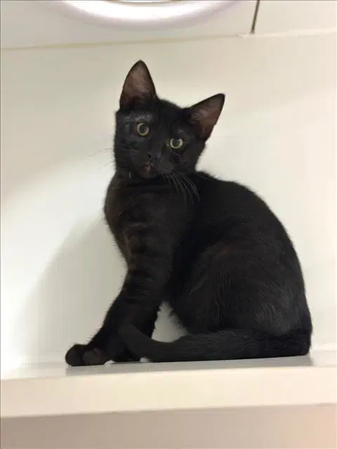 Ash - Domestic Short Hair
