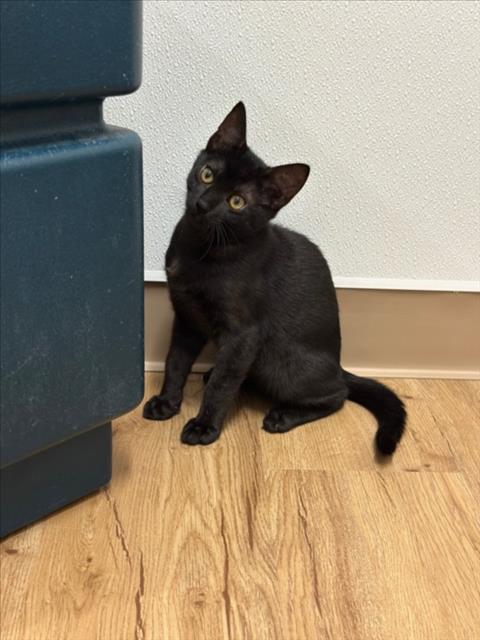 picture of the cat needing adoption
