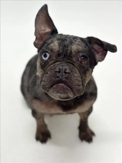 Astrid - French Bulldog