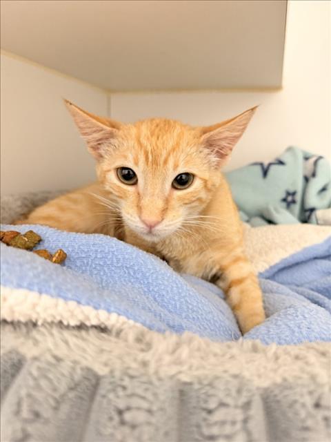 Juno