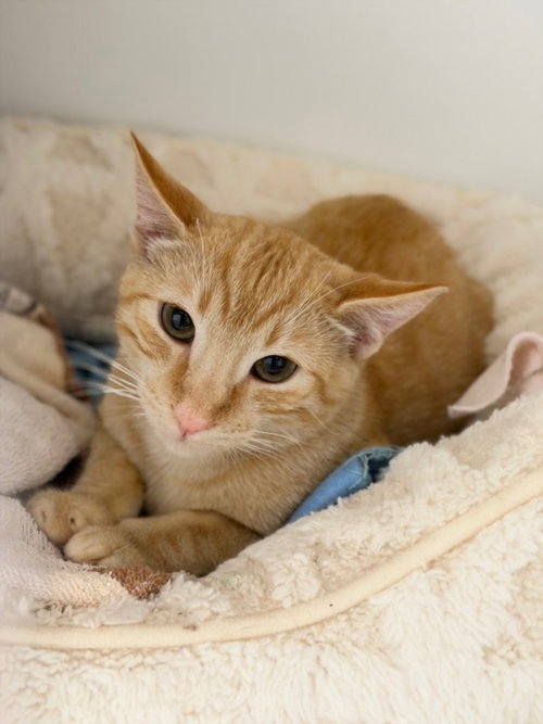 JUNO, a cat for adoption from Hayward Animal Services Bureau