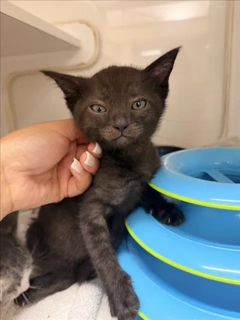 Unknown - Domestic Short Hair