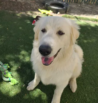 Kronk - Great Pyrenees