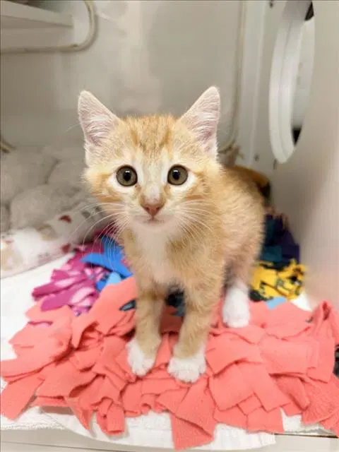 Rocket - Domestic Short Hair