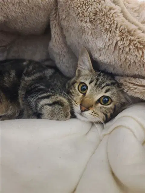 Jelly - Domestic Short Hair