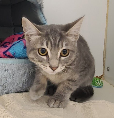 SKITTLES, a cat for adoption from Hayward Animal Services Bureau