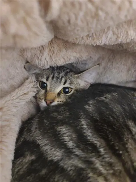 Reese - Domestic Short Hair