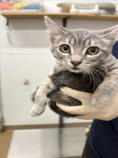 Twix - Domestic Short Hair