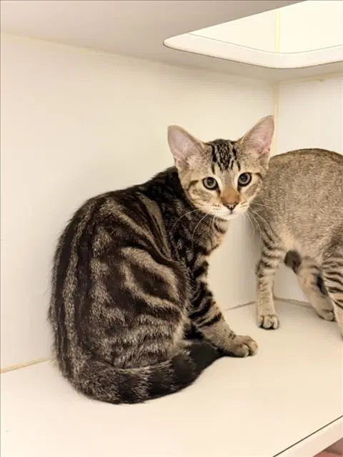Drax - Domestic Short Hair