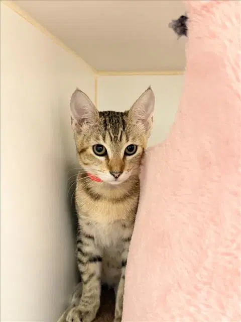 Mantis - Domestic Short Hair