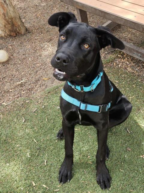 picture of the dog needing adoption