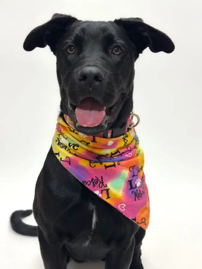 Roxy - Labrador Retriever