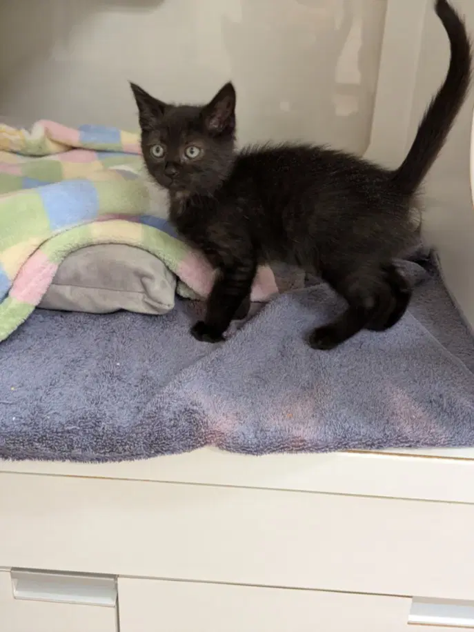 Unknown - Domestic Short Hair