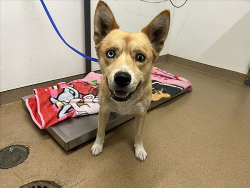 picture of the dog needing adoption