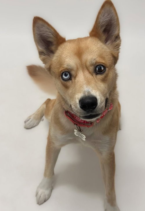 picture of the dog needing adoption
