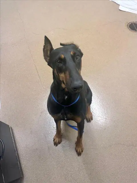 Loba - Doberman Pinscher