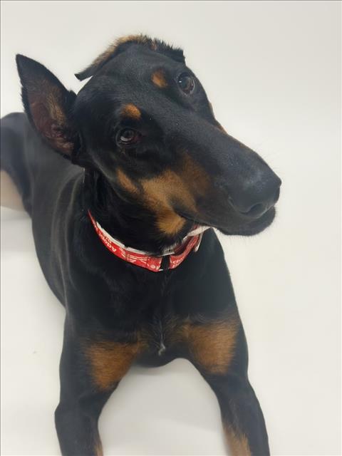 picture of the dog needing adoption