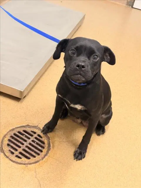 Saturn - Pit Bull Terrier