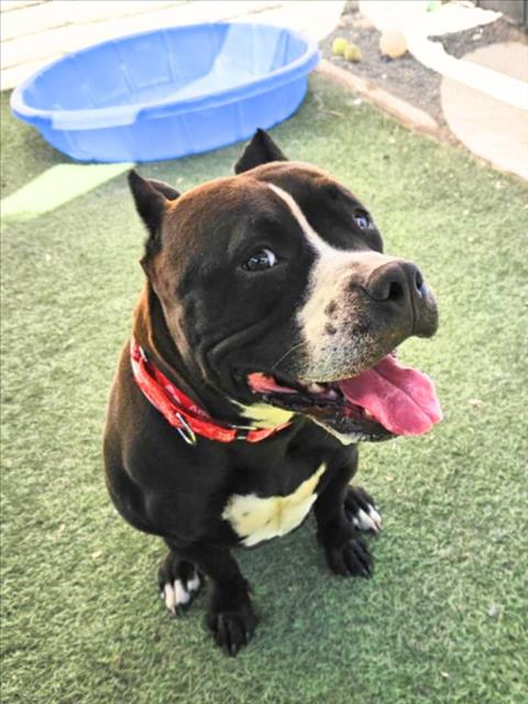 picture of the dog needing adoption