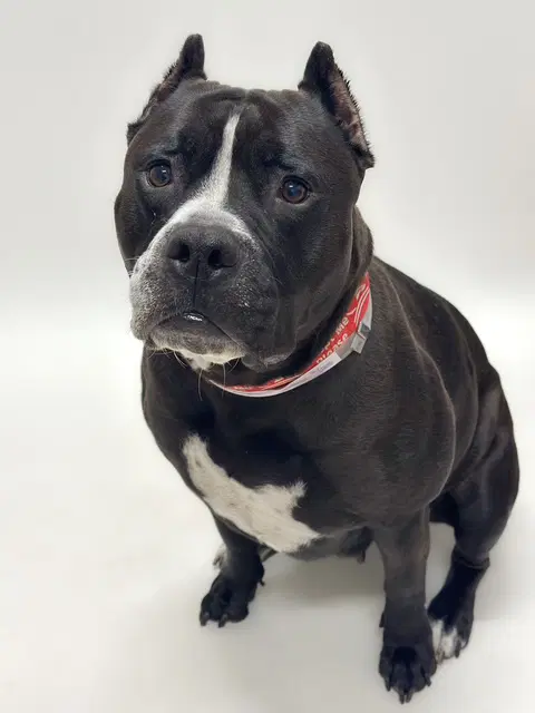 Onyx - Pit Bull Terrier
