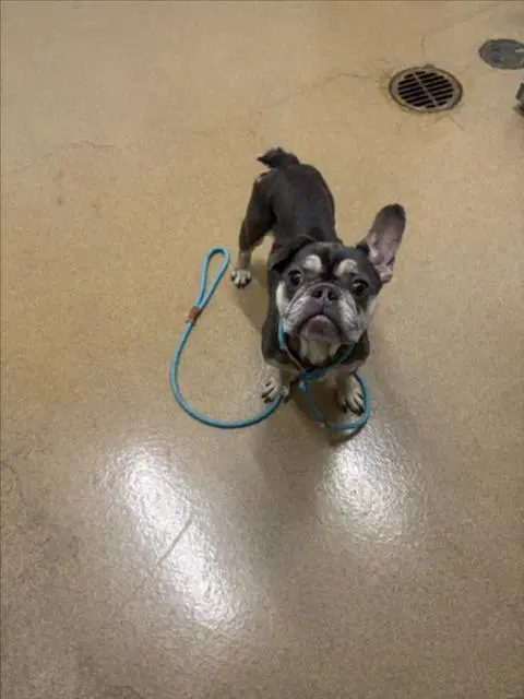 Remi - French Bulldog