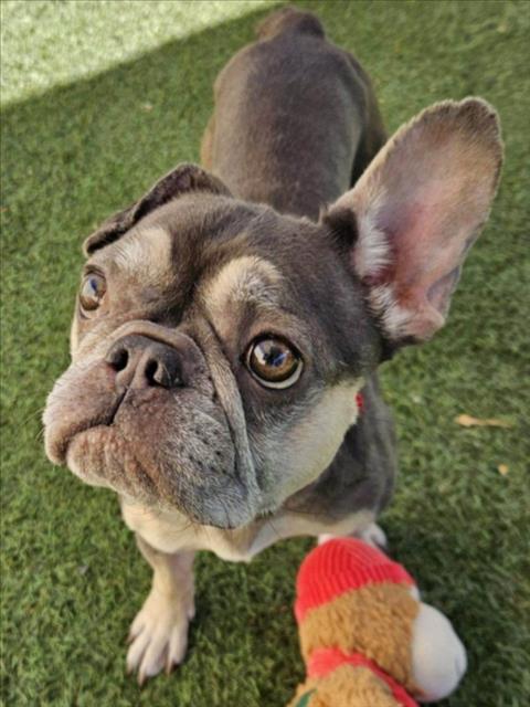 picture of the dog needing adoption
