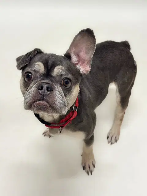 Remi - French Bulldog