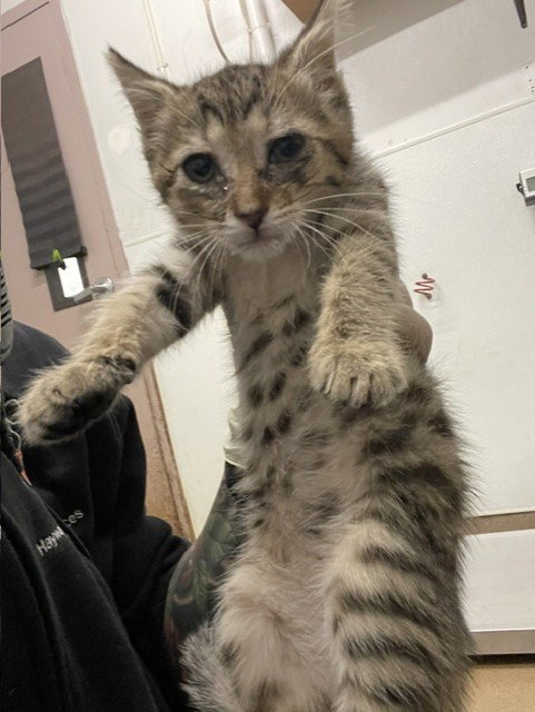picture of the cat needing adoption