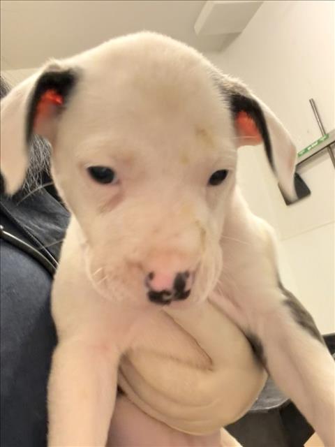 picture of the dog needing adoption