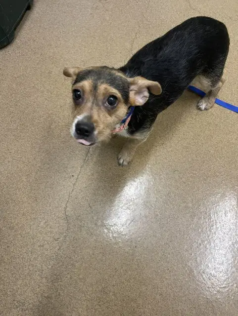 Gracie - Terrier