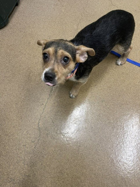picture of the dog needing adoption