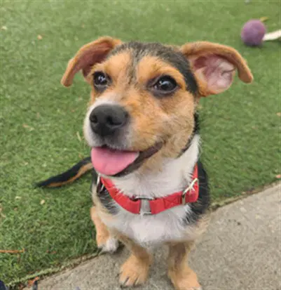 Gracie - Terrier