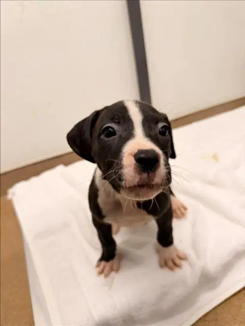Brook - Pit Bull Terrier