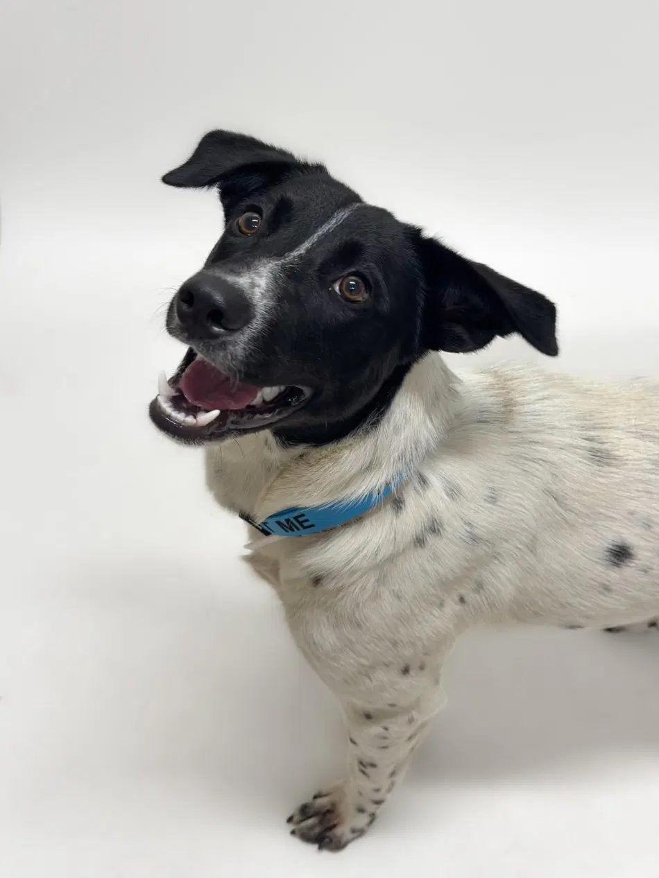 Jasper - Pointer