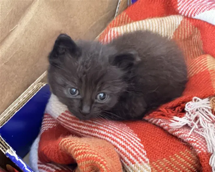 Fig - Domestic Short Hair