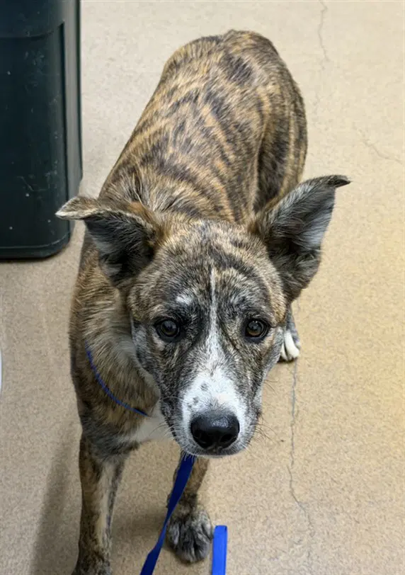 Unknown - Australian Cattle Dog/Blue Heeler