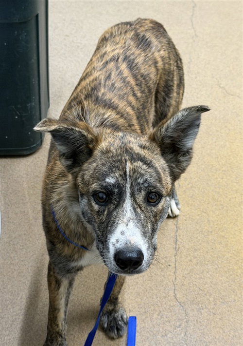 RAJ, a dog for adoption from Hayward Animal Services Bureau