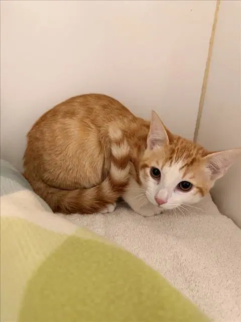 Gizmo - Domestic Short Hair