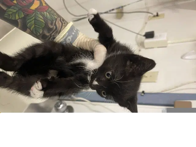 Finn - Domestic Short Hair