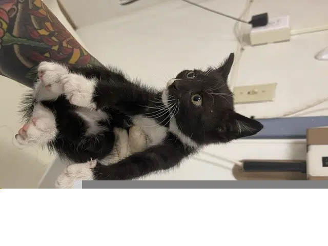 Holly - Domestic Short Hair
