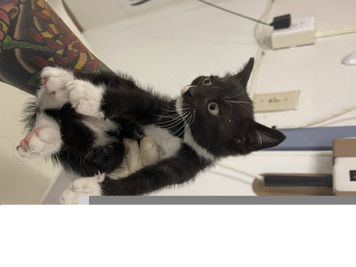 HOLLY, a cat for adoption from Hayward Animal Services Bureau
