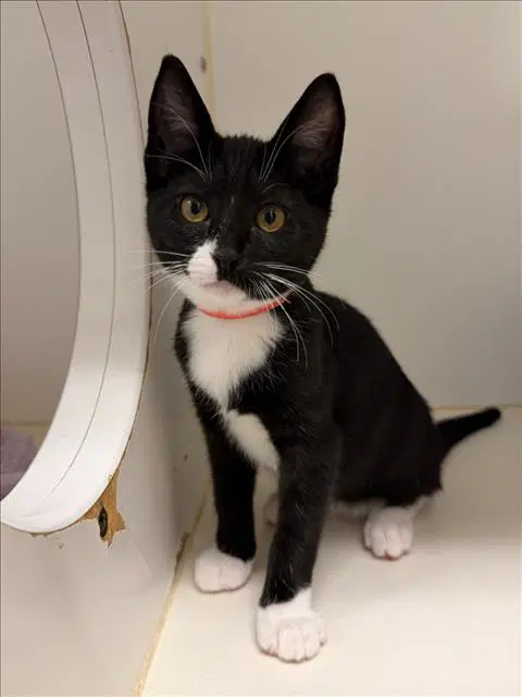 Holly - Domestic Short Hair