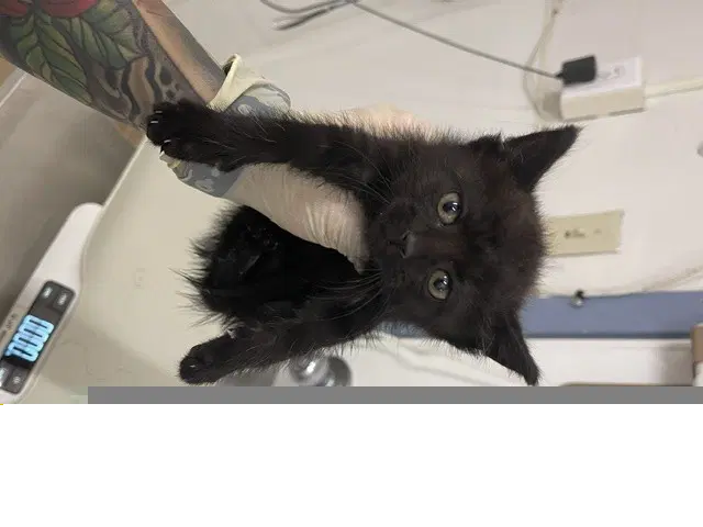 Ada - Domestic Short Hair
