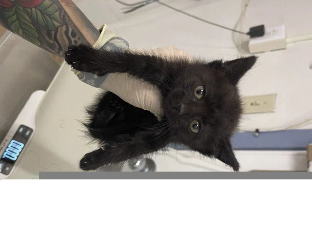 Ada