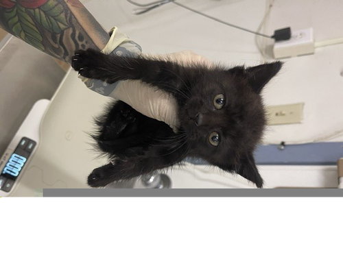 ADA, a cat for adoption from Hayward Animal Services Bureau